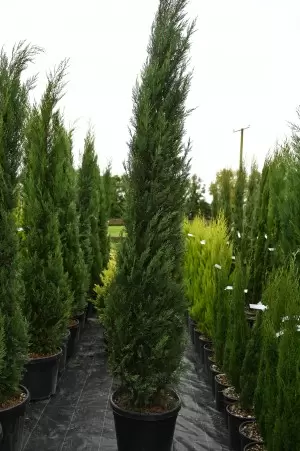 Cupressocyparis leylandii...