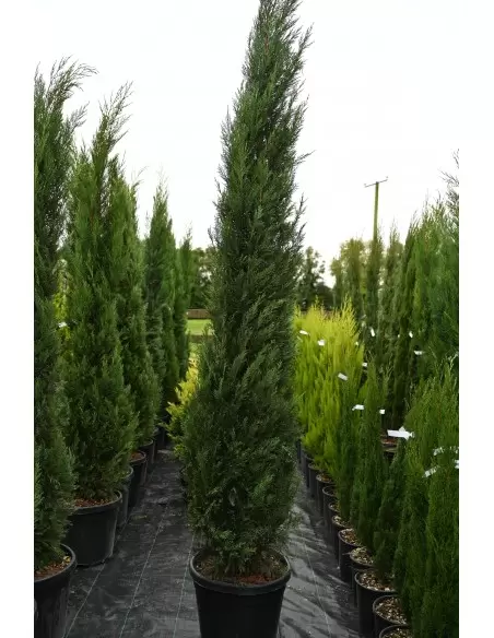 Cupressocyparis leylandii Pyramidalis