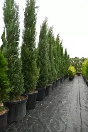 Cupressocyparis leylandii... 2