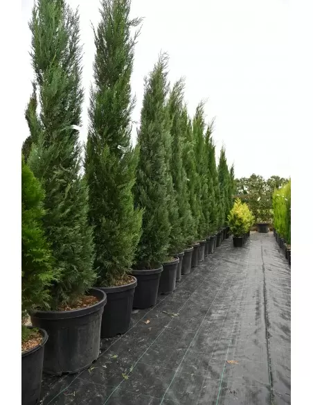 Cupressocyparis leylandii Pyramidalis