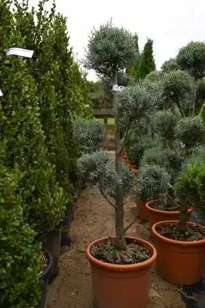 Cupressus Arizonica Pon-Pon