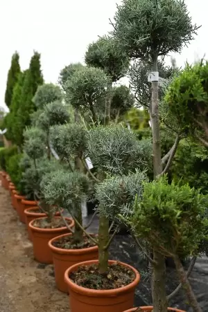 Cupressus Arizonica Pon-Pon 2